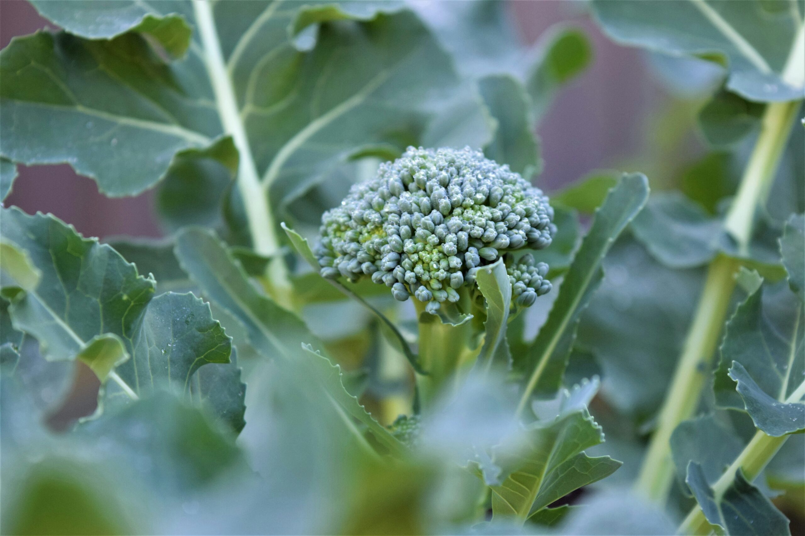 Broccoli growing in a winter garden — real food as nourishment.